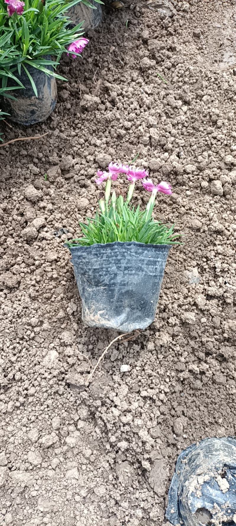 欧石竹开花神器全年开花花园一手货基地直发