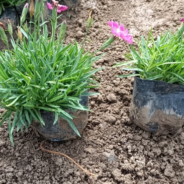 欧石竹开花神器全年开花花园一手货基地直发
