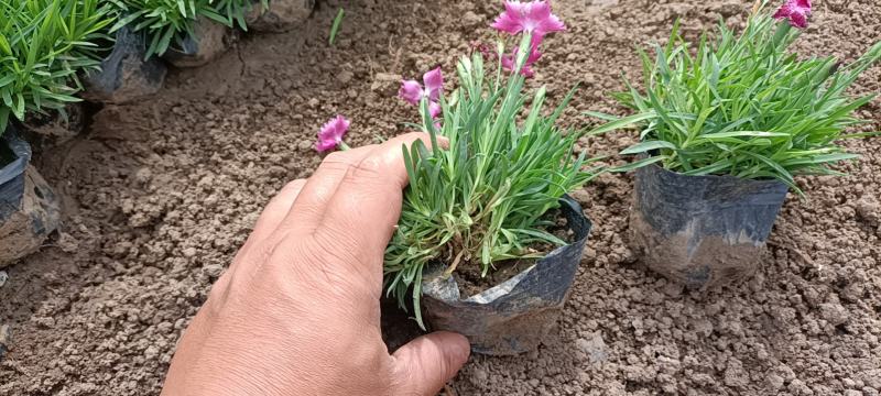 欧石竹开花神器全年开花花园一手货基地直发