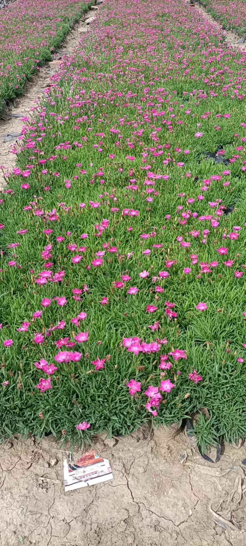 欧石竹开花神器全年开花花园一手货基地直发