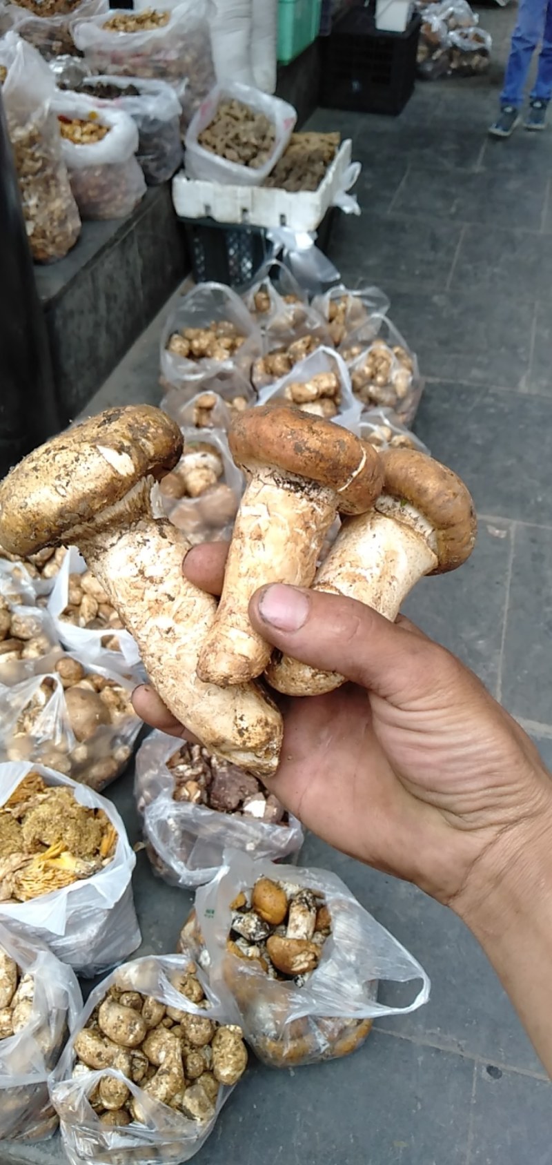 舌尖上的美味野生菌9月初就结束了。
