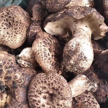 舌尖上的美味野生菌9月初就结束了。