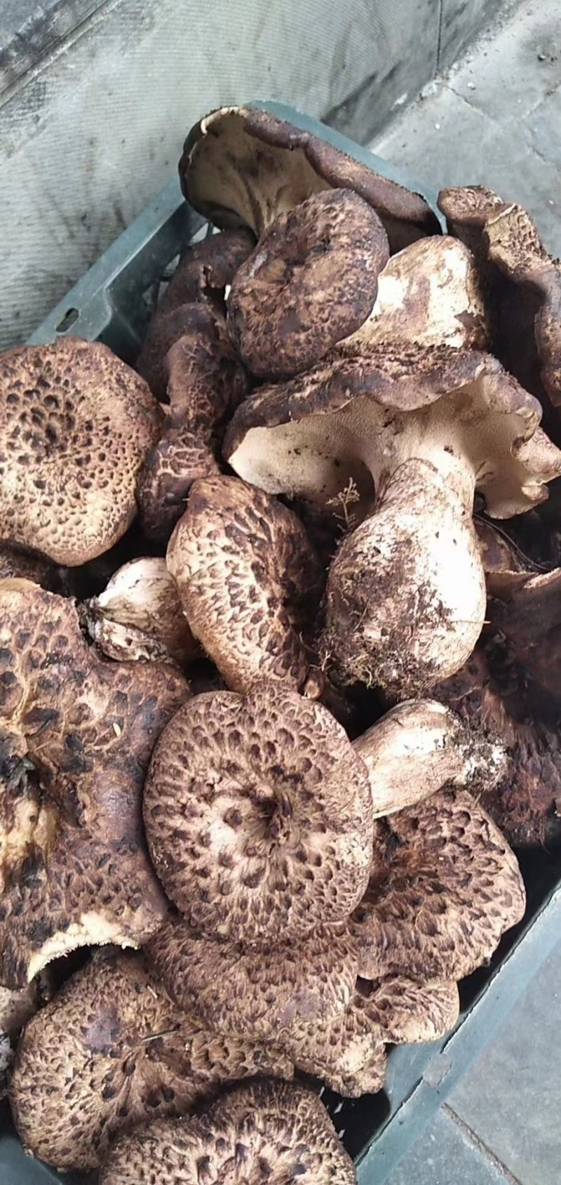舌尖上的美味野生菌9月初就结束了。
