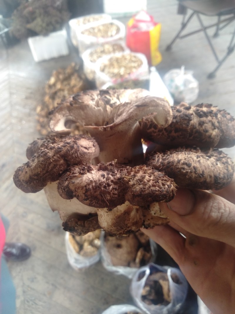 舌尖上的美味野生菌9月初就结束了。