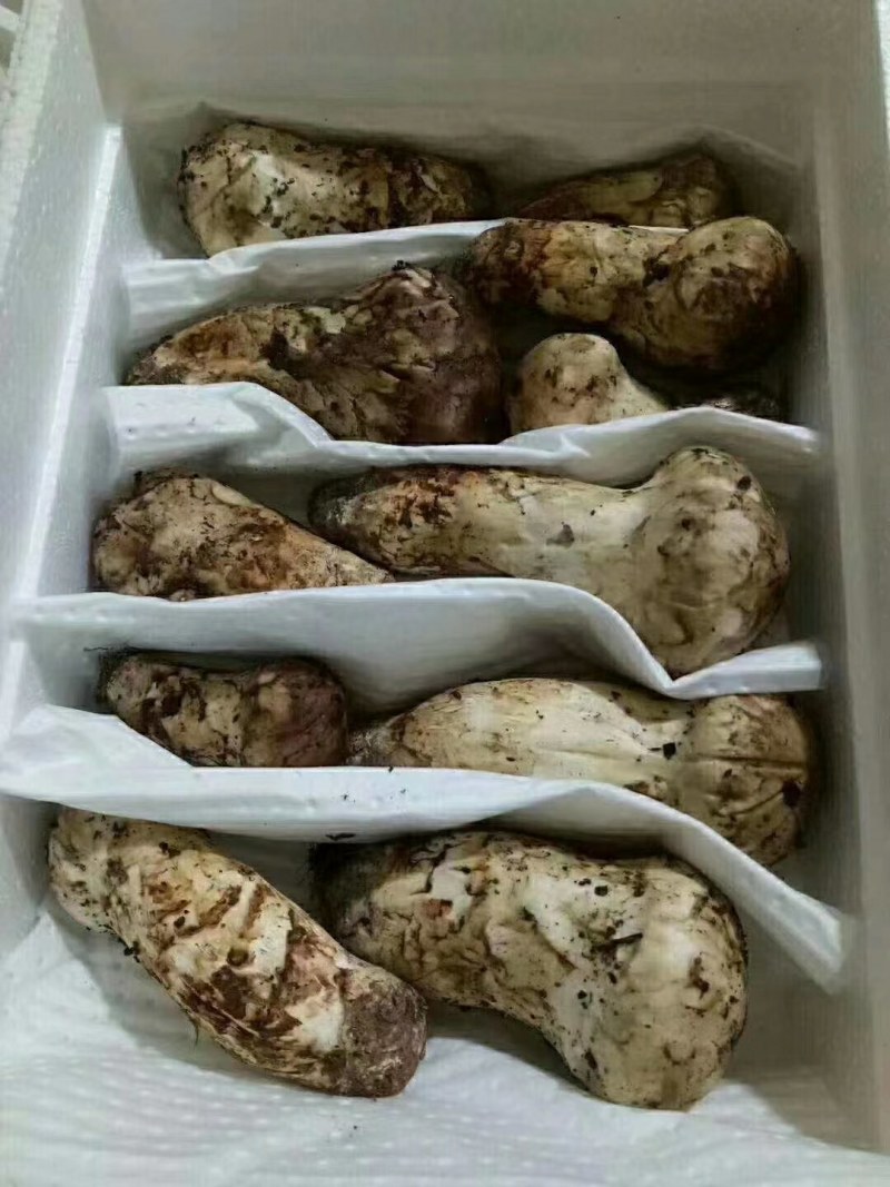 舌尖上的美味野生菌9月初就结束了。