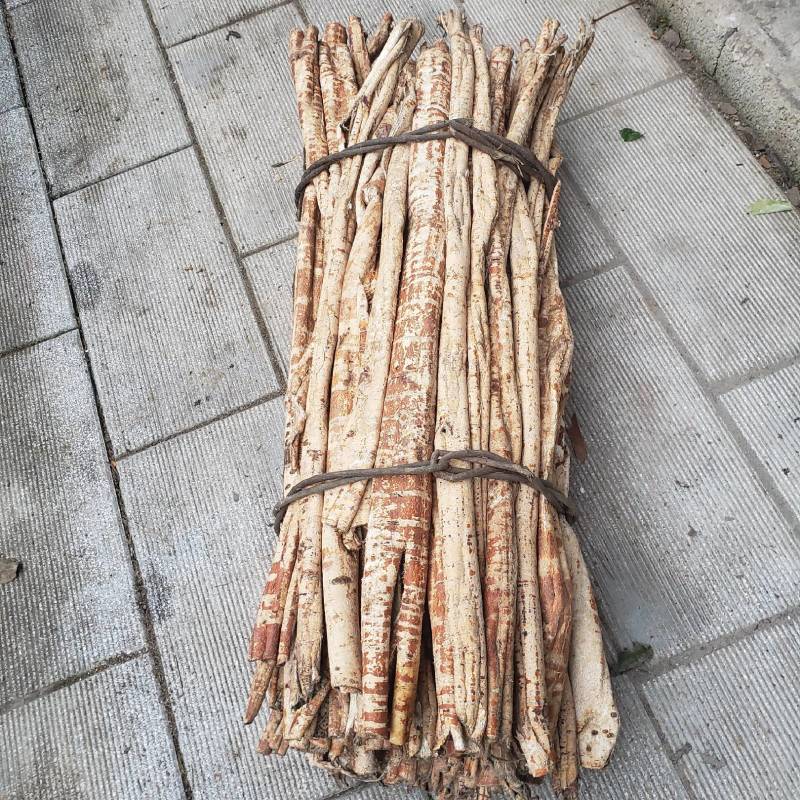 桑皮