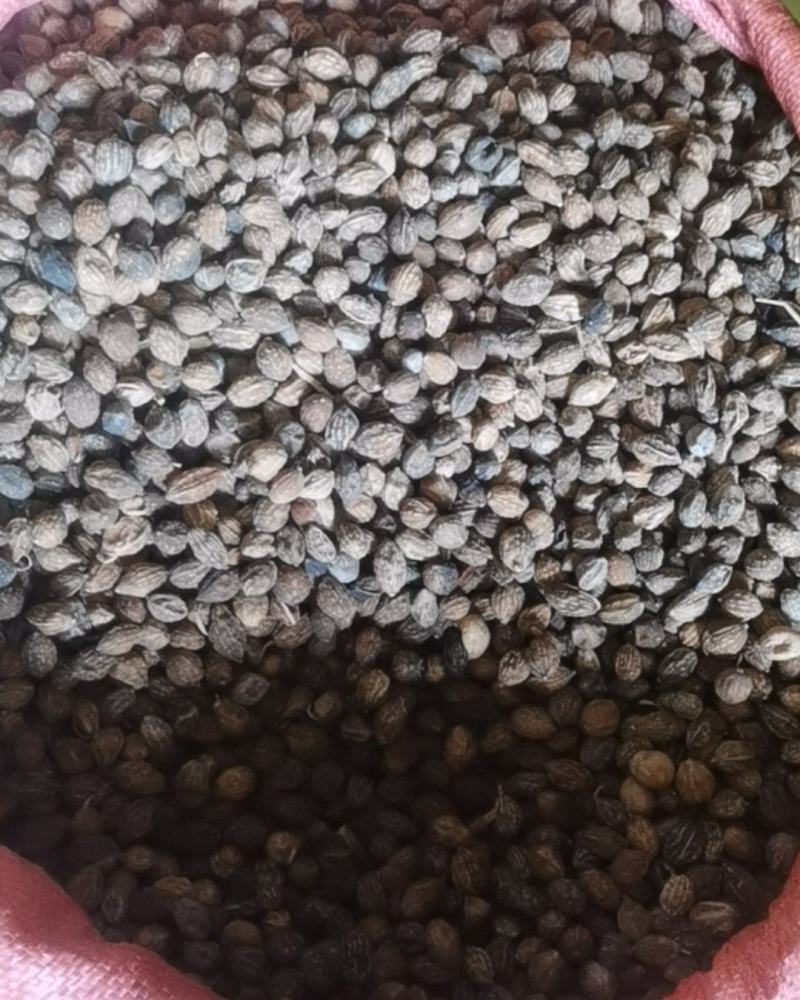 海南广东产地直销益智仁，量大从优，供应各大市场厂家
