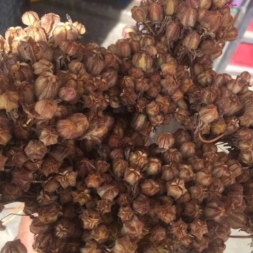 贝母种子