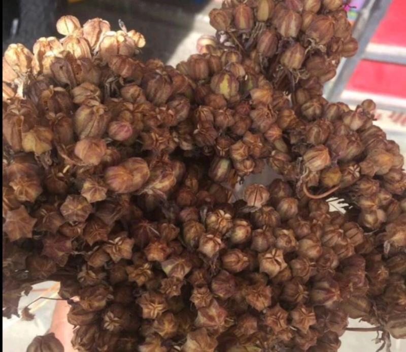 贝母种子