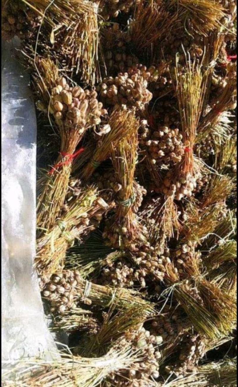 贝母种子