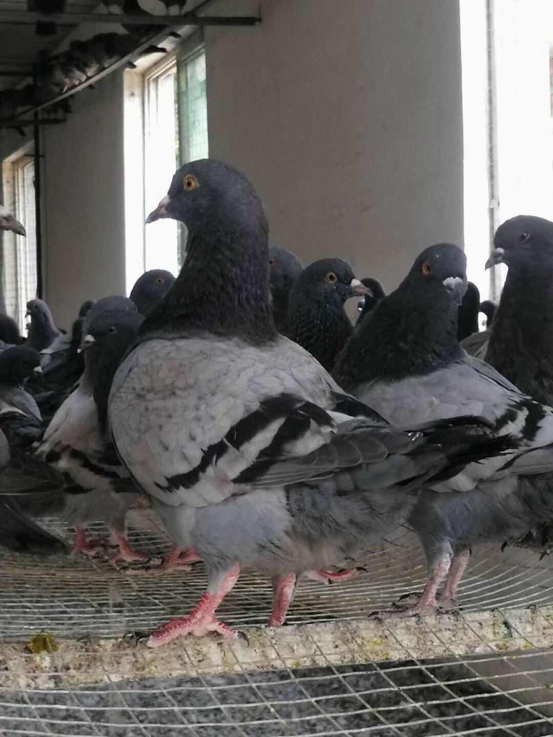 丹麦王肉鸽种鸽青年鸽大体改良肉鸽大型肉鸽养殖场