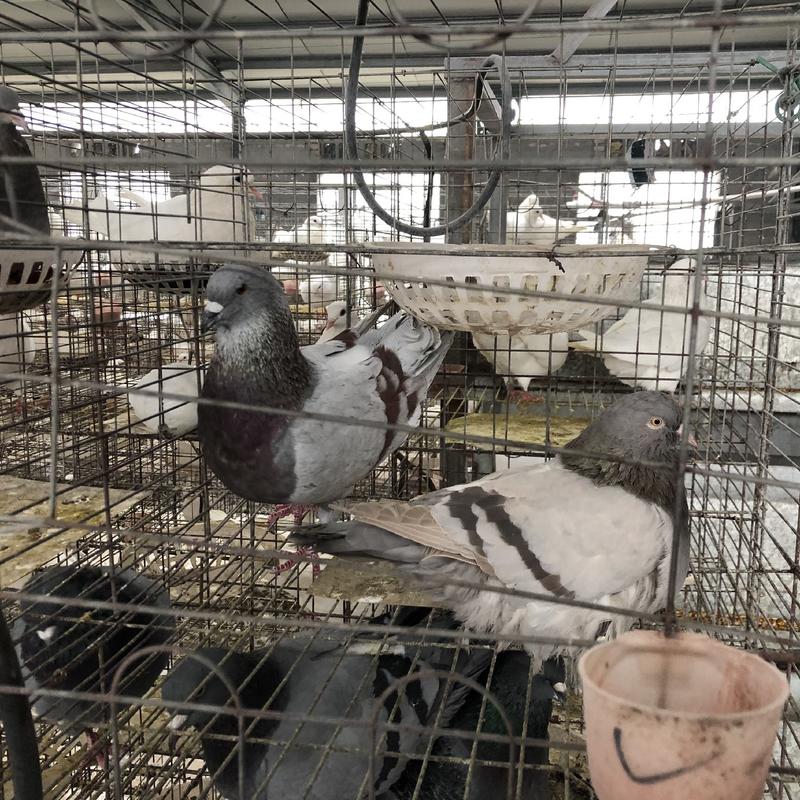丹麦王肉鸽种鸽青年鸽大体改良肉鸽大型肉鸽养殖场