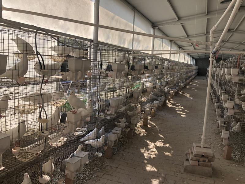 大体肉鸽丹麦王鸽种鸽青年鸽肉鸽养殖场