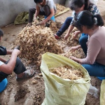 玉竹种芽猪屎种