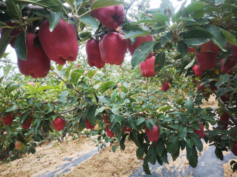 甘肃省天水市甘谷县金川黄土高坡花牛苹果。