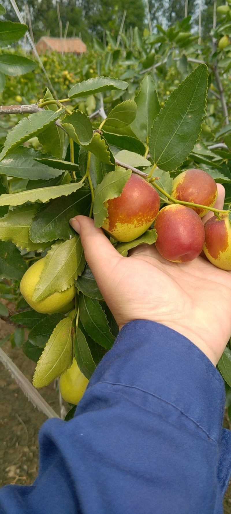 预售山东富硒大梨枣，万亩种植基地，完全自然成熟。。。。。