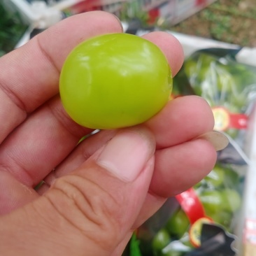 阳光玫瑰大量上市了！能维持到年底！质量保证！品质好！