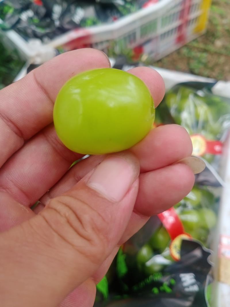 阳光玫瑰大量上市了！能维持到年底！质量保证！品质好！