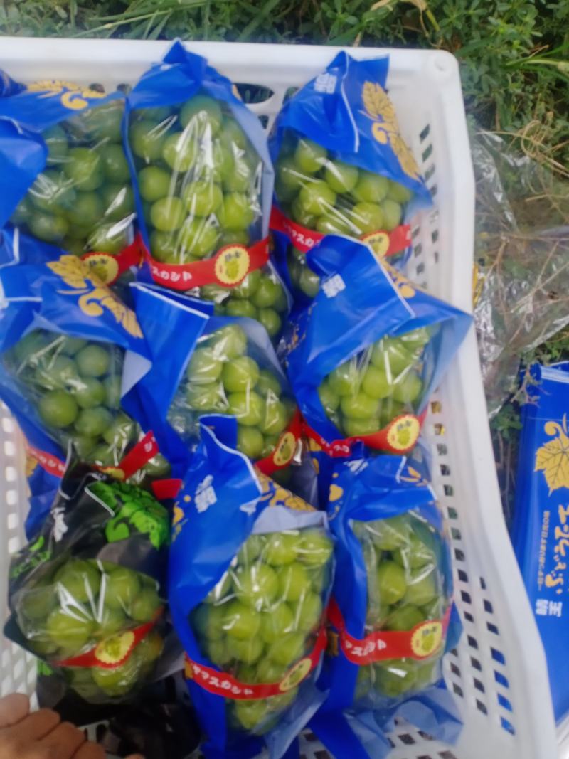 阳光玫瑰大量上市了！能维持到年底！质量保证！品质好！