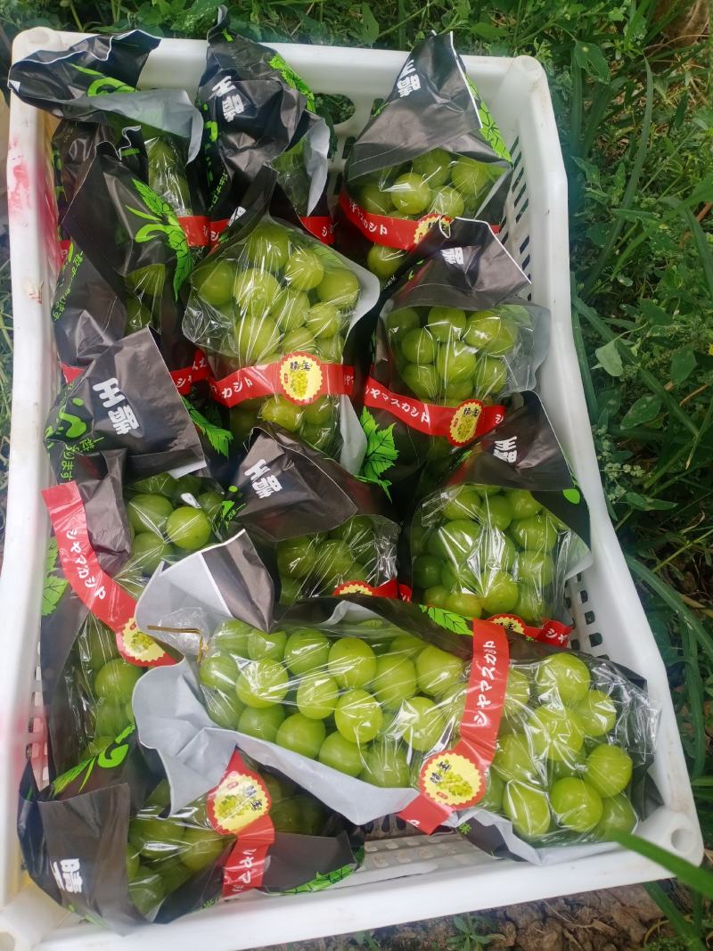 阳光玫瑰大量上市了！能维持到年底！质量保证！品质好！