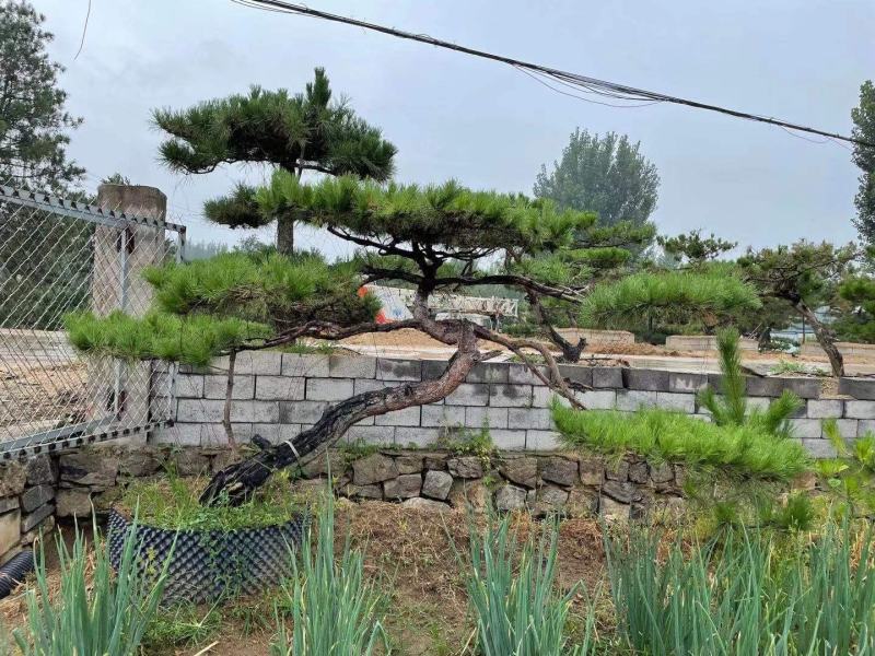 15公分造型松18公分25公分造型松产地直销