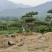 15公分造型松18公分25公分造型松产地直销