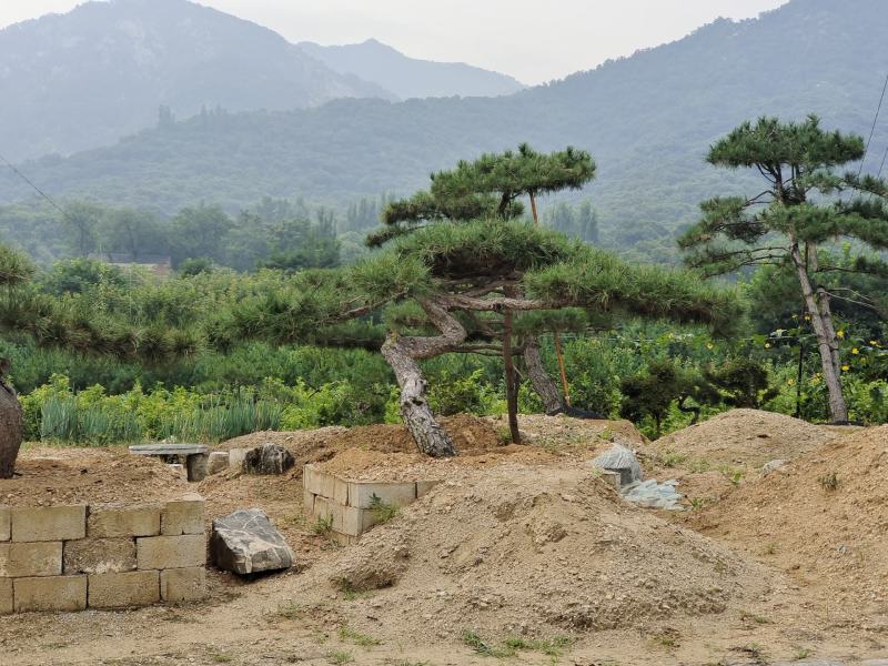 15公分造型松18公分25公分造型松产地直销