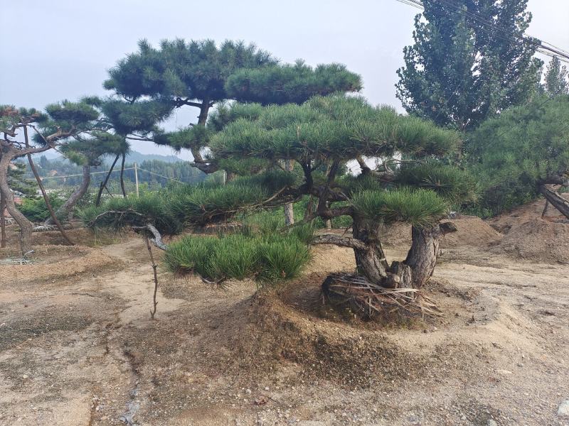 15公分造型松18公分25公分造型松产地直销