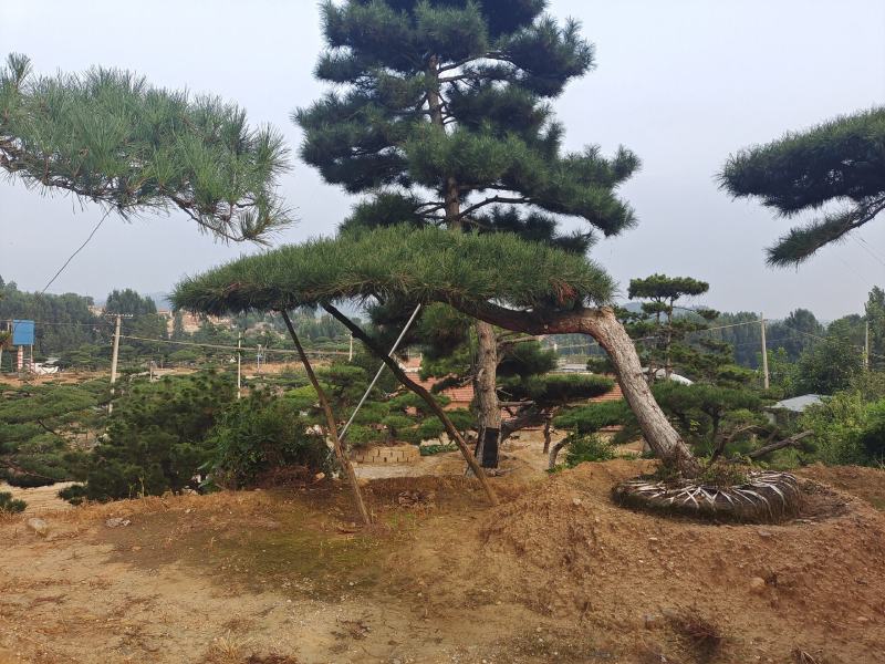 15公分造型松18公分25公分造型松产地直销