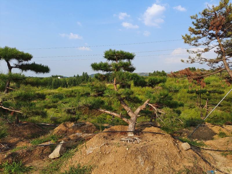 15公分造型松18公分25公分造型松产地直销