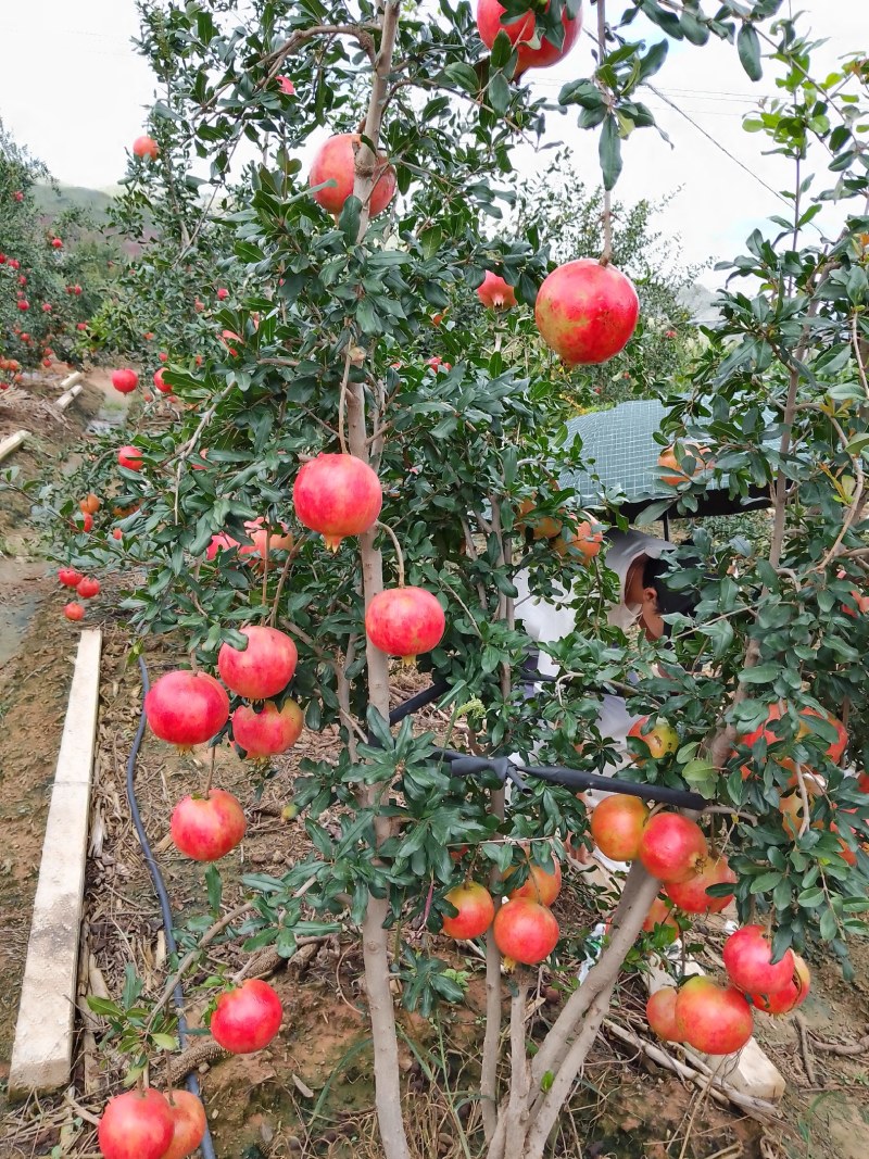 软孑石榴大量上市中，欢迎选购
