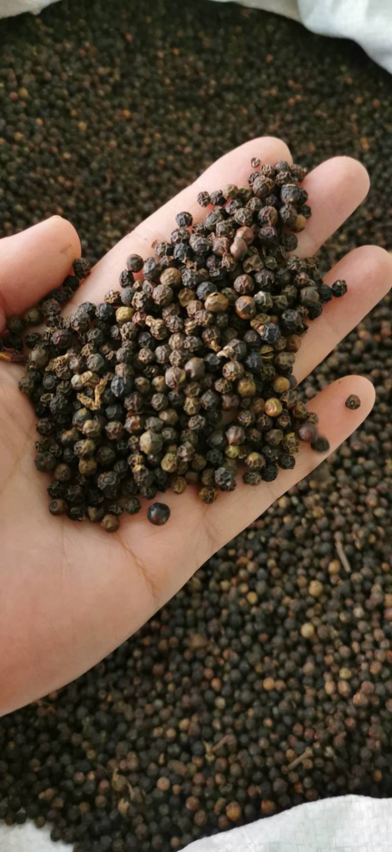 白胡椒海南白胡椒黑胡椒包邮发货产地直发