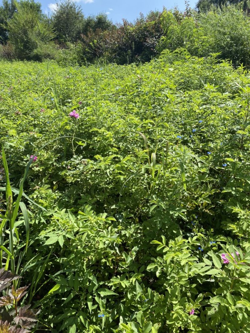 多季玫瑰，冷香玫瑰，自家苗圃大棚草炭土扦插小苗