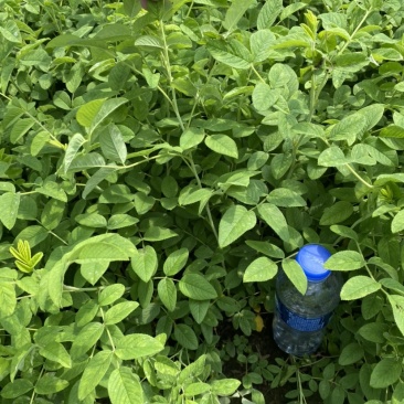 多季玫瑰，冷香玫瑰，自家苗圃大棚草炭土扦插小苗