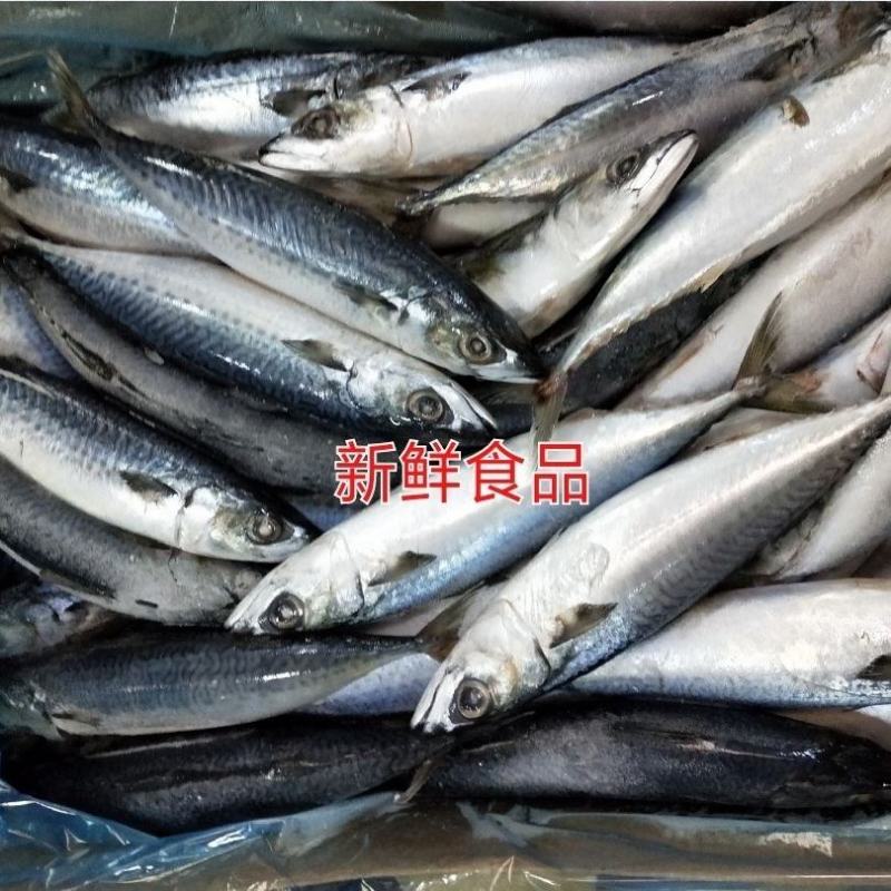 新鲜冷冻青条鱼鲐鲅鱼青占10斤饭店快餐自家吃食材大小不太
