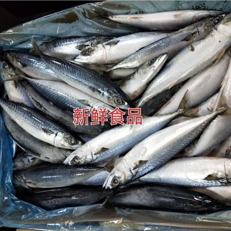 新鲜冷冻青条鱼鲐鲅鱼青占10斤饭店快餐自家吃食材大小不太