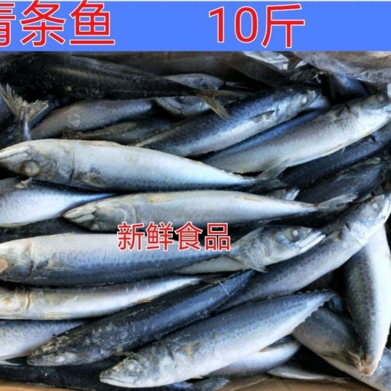 新鲜冷冻青条鱼鲐鲅鱼青占10斤饭店快餐自家吃食材大小不太