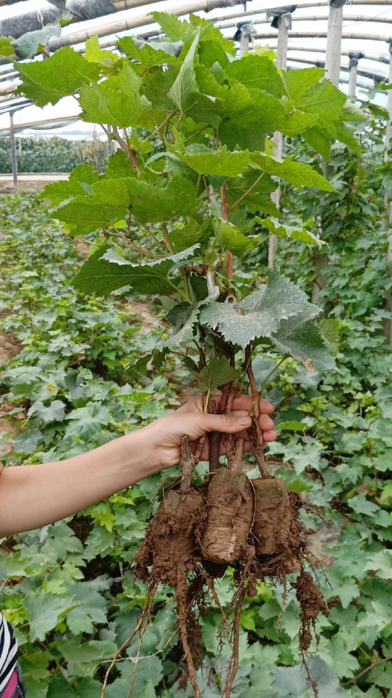 阳光玫瑰葡萄苗品种保证基地签约发苗包成活包结果包邮