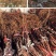夏黑葡萄苗品种保证基地签约发苗包成活包结果，全国包邮