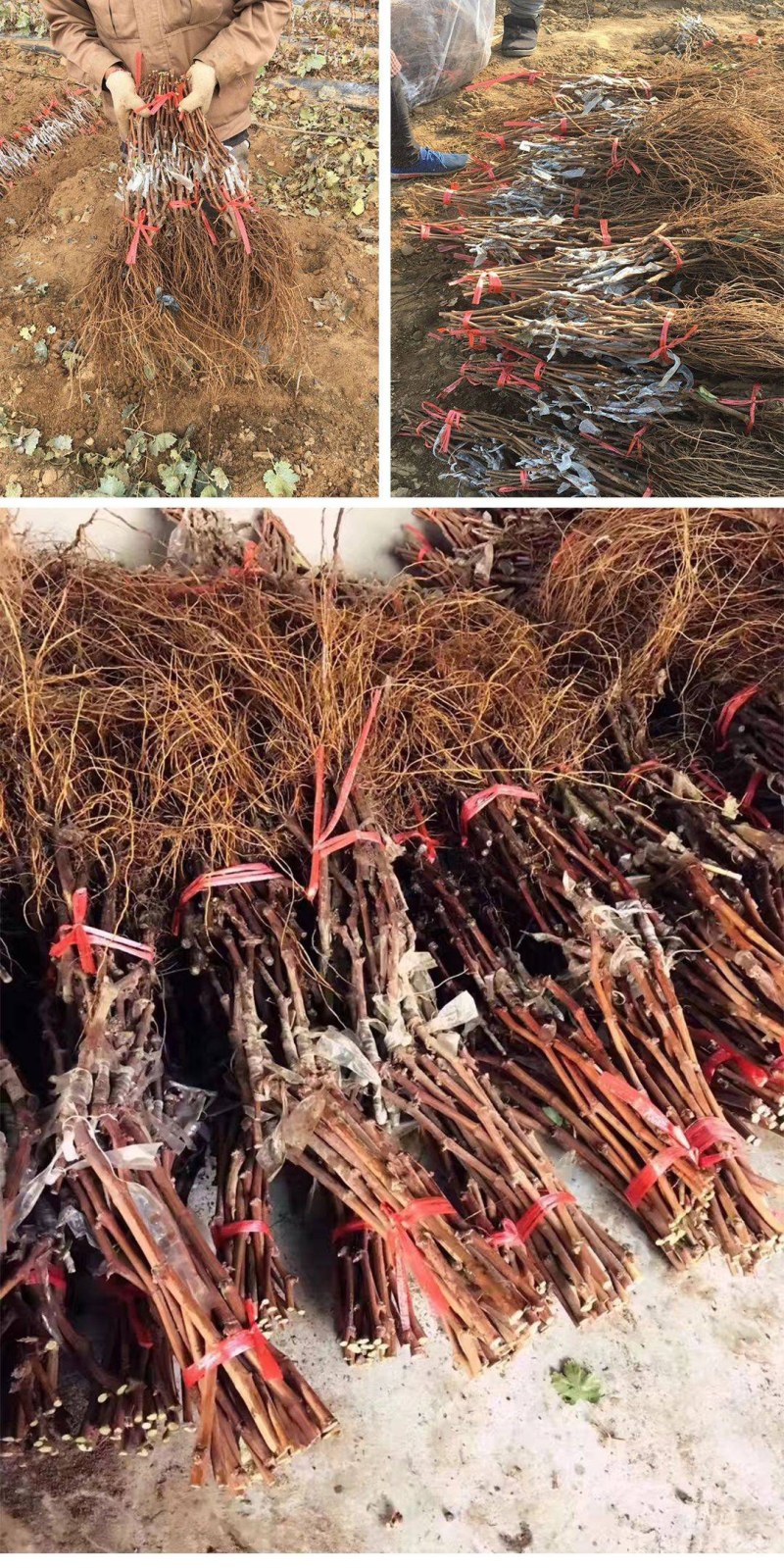 夏黑葡萄苗品种保证基地签约发苗包成活包结果，全国包邮