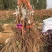 阳光玫瑰葡萄苗品种保证基地签约发苗包成活包结果包邮