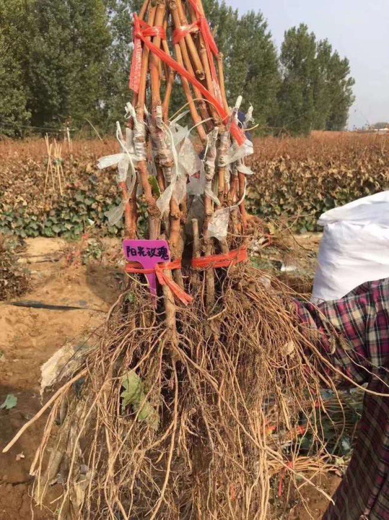 阳光玫瑰葡萄苗品种保证基地签约发苗包成活包结果包邮