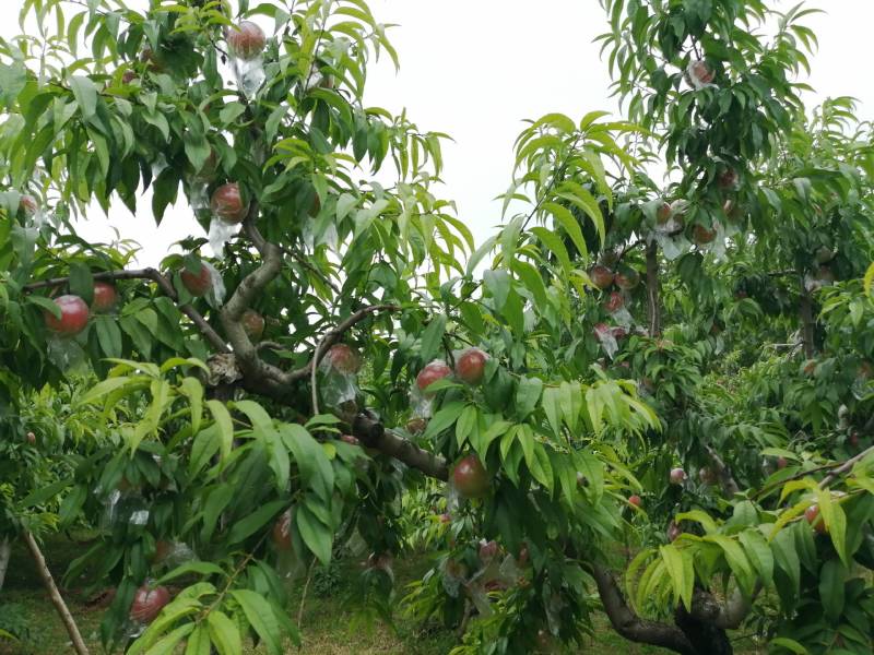 来自海拔800米以上的三门峡高山中桃21即将上市！