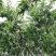 来自海拔800米以上的三门峡高山中桃21即将上市！