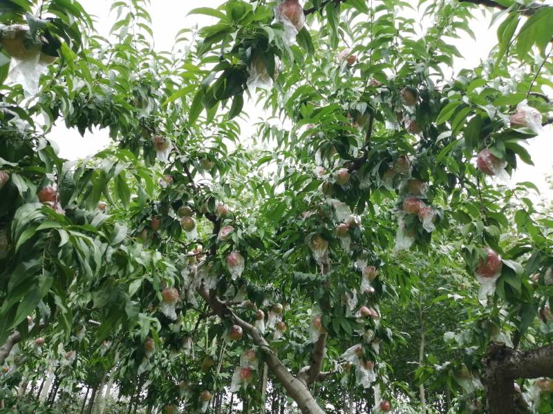 来自海拔800米以上的三门峡高山中桃21即将上市！