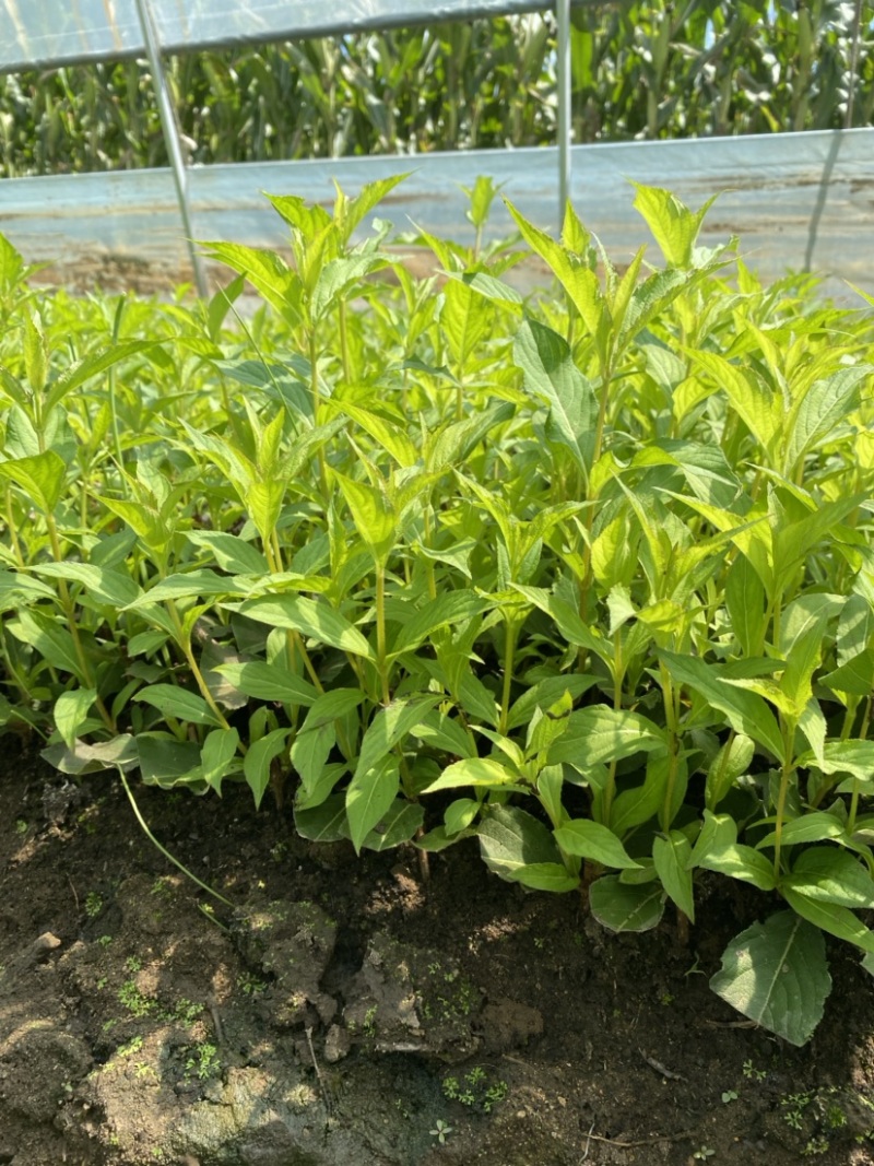 红王子锦带扦插小苗，草炭土，苗好，无中间，价格合理