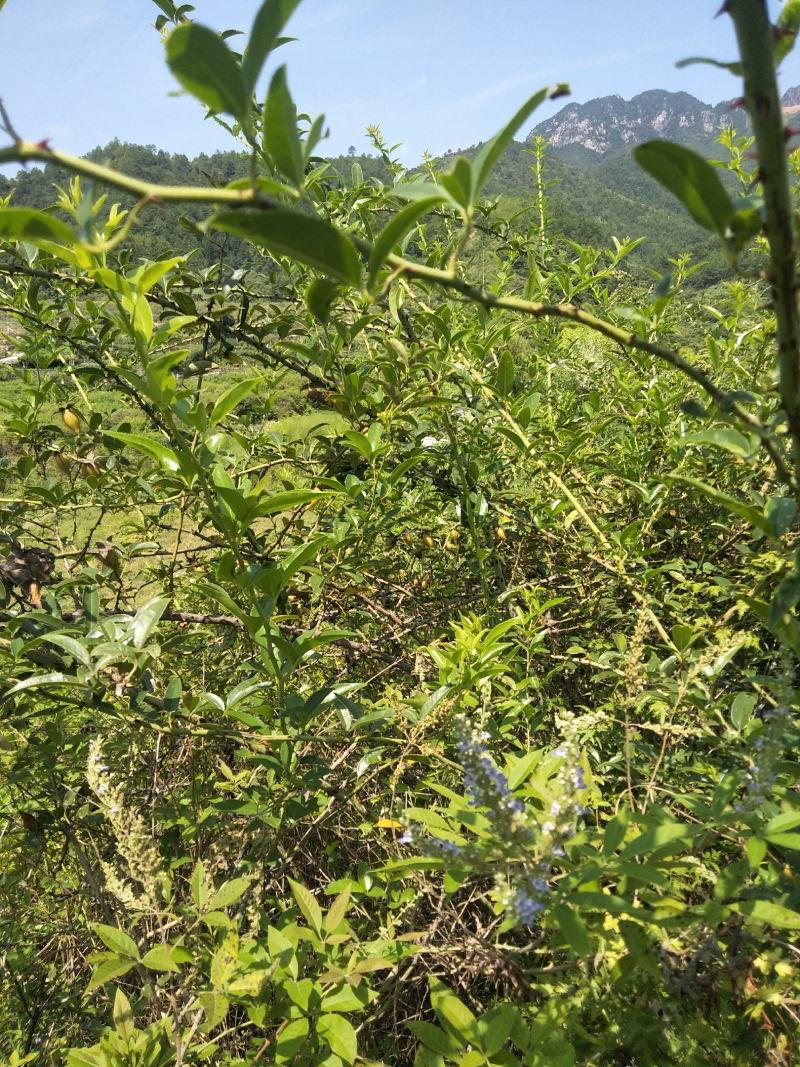 福建刺梨