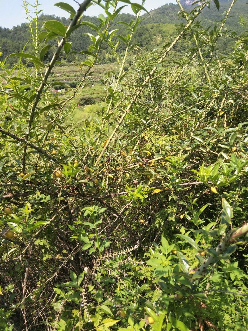 福建刺梨