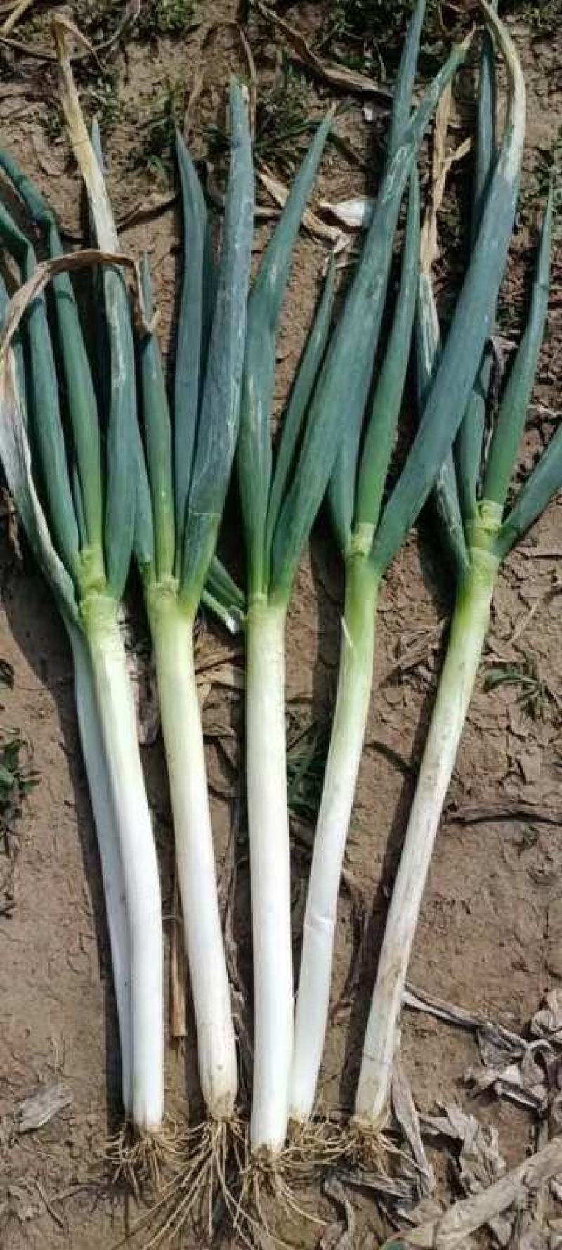 凌海铁杆大葱40cm以上，大量现货。