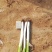 凌海铁杆大葱40cm以上，大量现货。